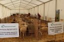 Filename=IVFeriaSanIsidroAlfambra_2832729.JPG
Filesize=421KiB
Dimensions=2048x1365
Date added=May 11, 2017 IVFeriaSanIsidroAlfambra_2832729.JPG